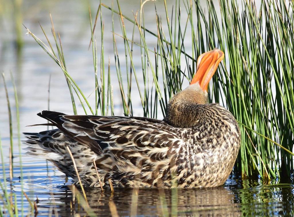 Northern shoveler at Seedskadee National Wildlife Refuge by Tom Koerner/USFWS Mountain Prairie is marked with Public Domain Mark 1.0.